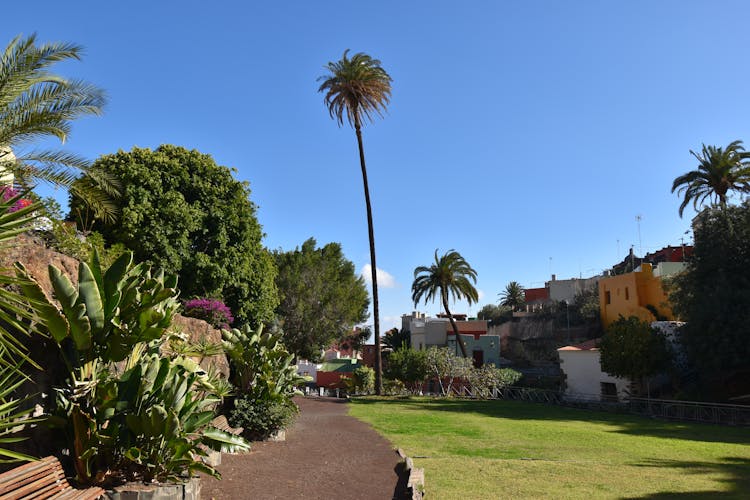 "tallest palmtree of the Canary Islands"
