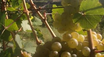 St. Martin in Oberwesel im Herbst