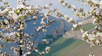 Burgruine Ehrnefels bei Rüdesheim in der Kirschblüte