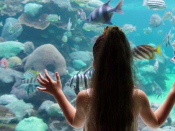 aqwa special hillarys