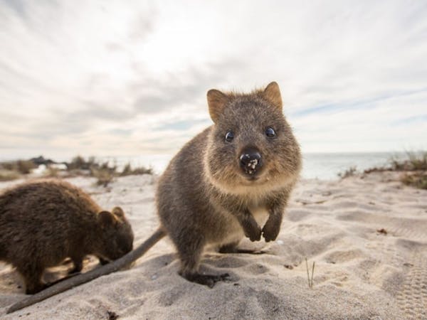 rottnest island special