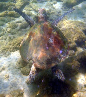 A local turtle.