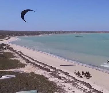 Kite surfing with emus on the Beach