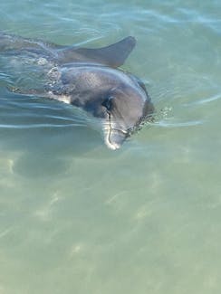 A bottle nose dolphin at Monkey Mia