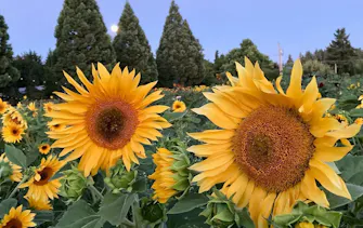 Lee Farms Sunflower Festival