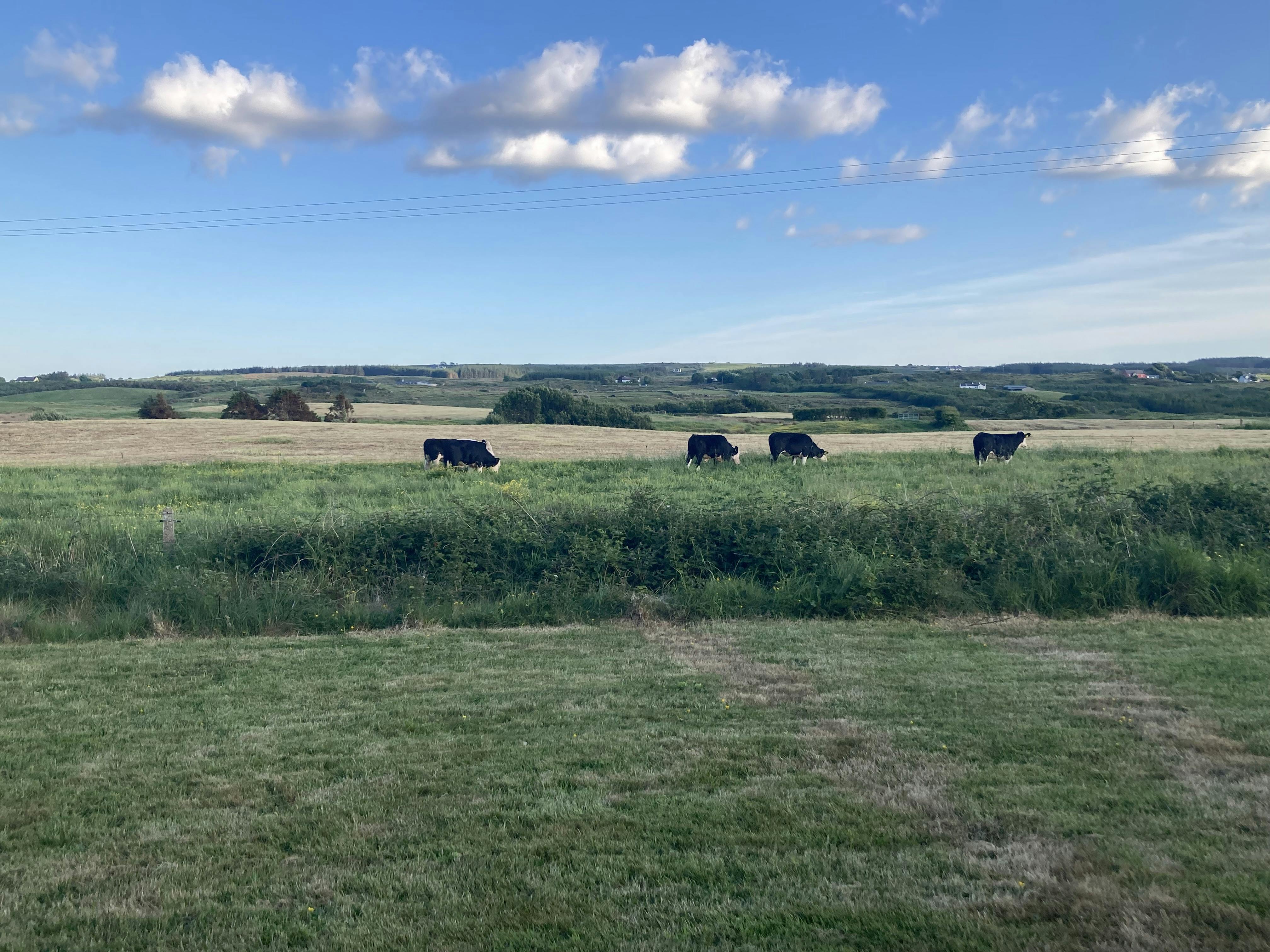 View from the Kitchen