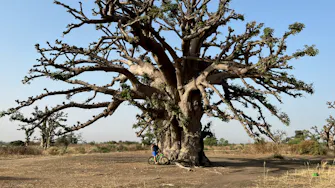 parc naturel, baobab