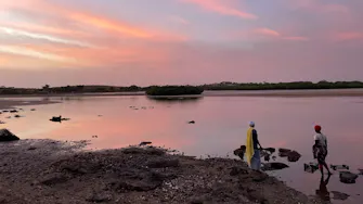 Lagune de la Somone, huîtres, oysters