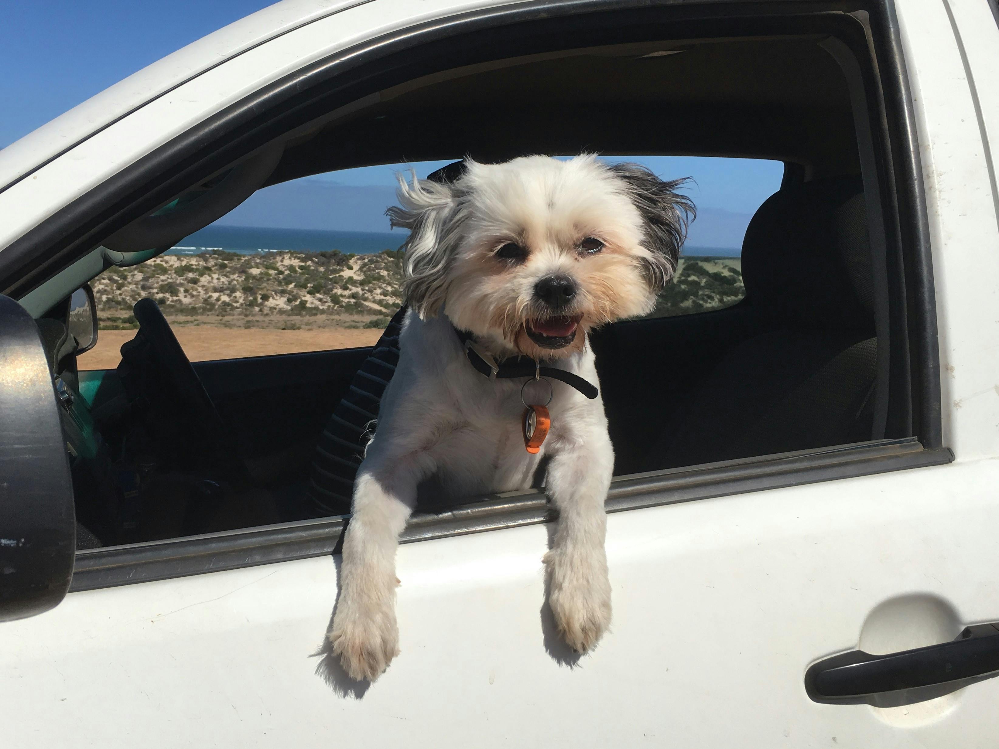 "Lily Drummond Cove Holiday Parks resident dog taking a ride in the car around the park"