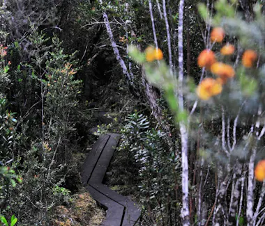 Duck-Hole Lake Track
