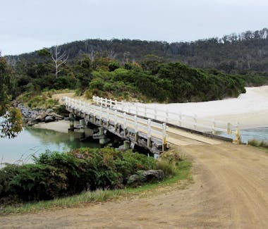 Cockle Creek Whale