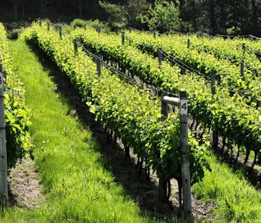 St Imre Vineyards