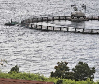 Salmon Farms