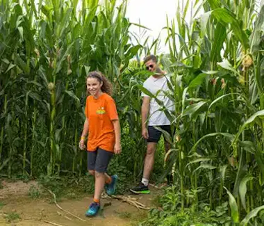 Bayeux Aventure - loisirs - labyrinthe de maïs