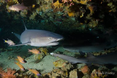Diving Shark Malapascua Thresher Cheap Fish Dive Scuba Specials