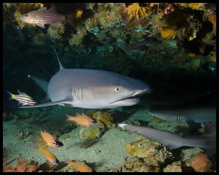 Diving Shark Malapascua Thresher Cheap Fish Dive Scuba Specials macro