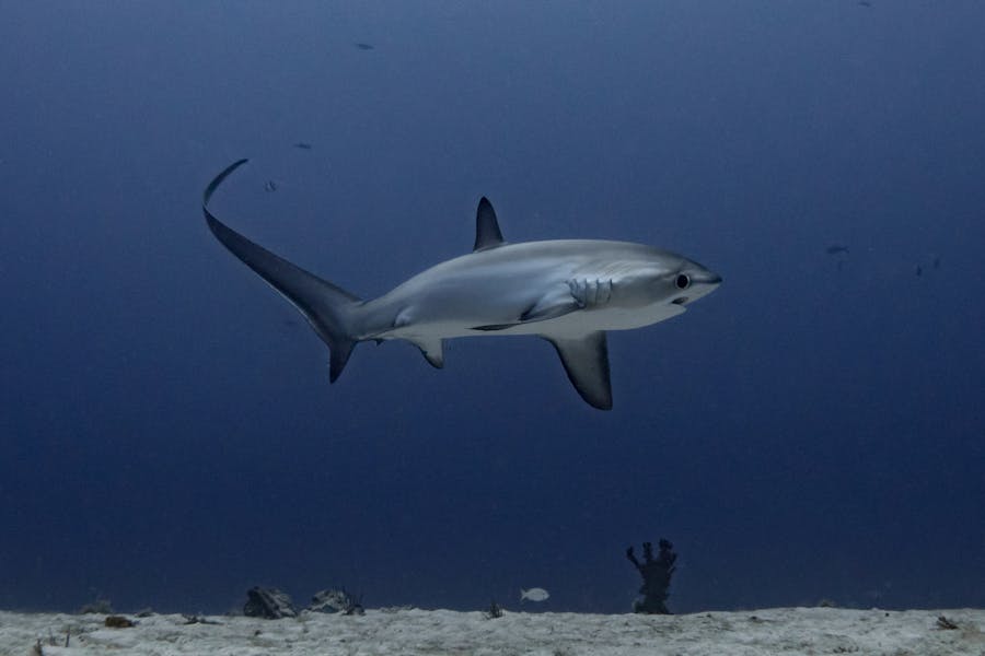 Thresher Shark Malapascua Diving Monad Cebu Philippines