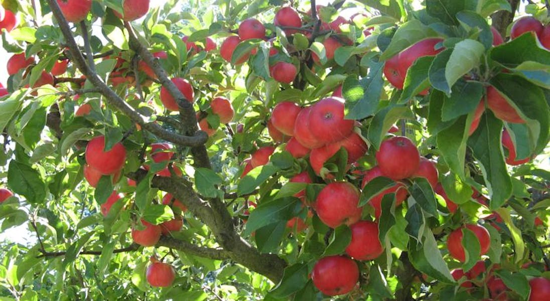 Enjoy Tasmanian apples from the orchard at Hillside Bed & Breakfast, Huonville hillsidebedandbreakfasthuonvalley.com