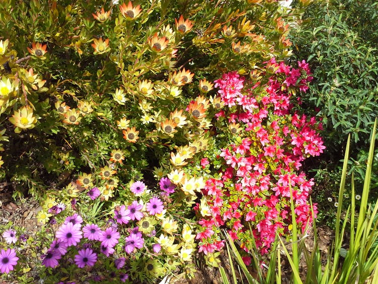 Flowering Natives at Hillside Bed & Breakfast Huonville Tasmania hillsidebedandbreakfasthuonvalley.com