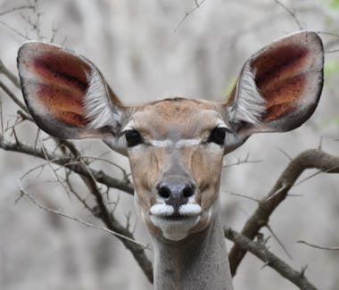 Kudu