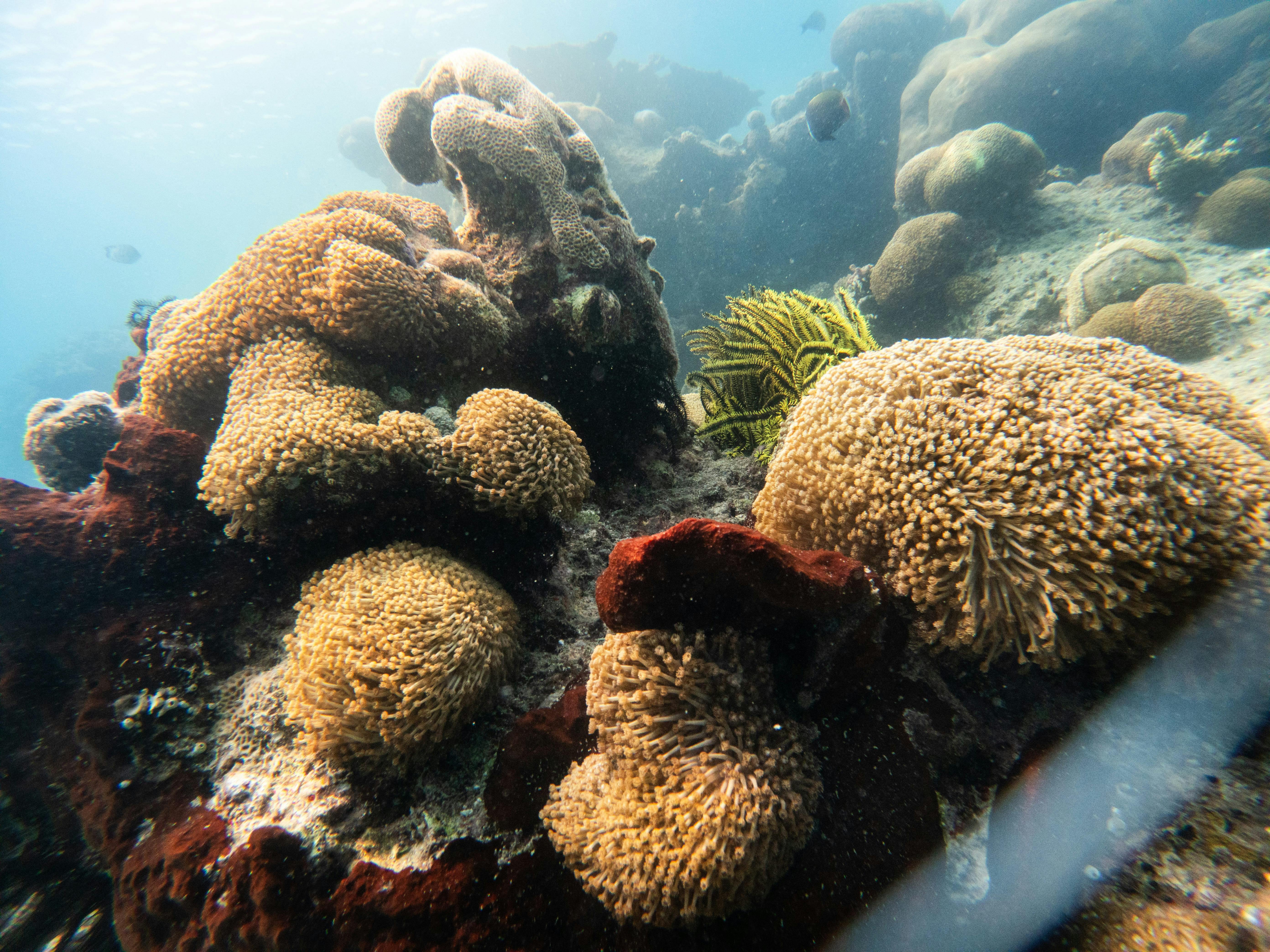 Coral reef in thousand islands near Batumera Pulau Payung
