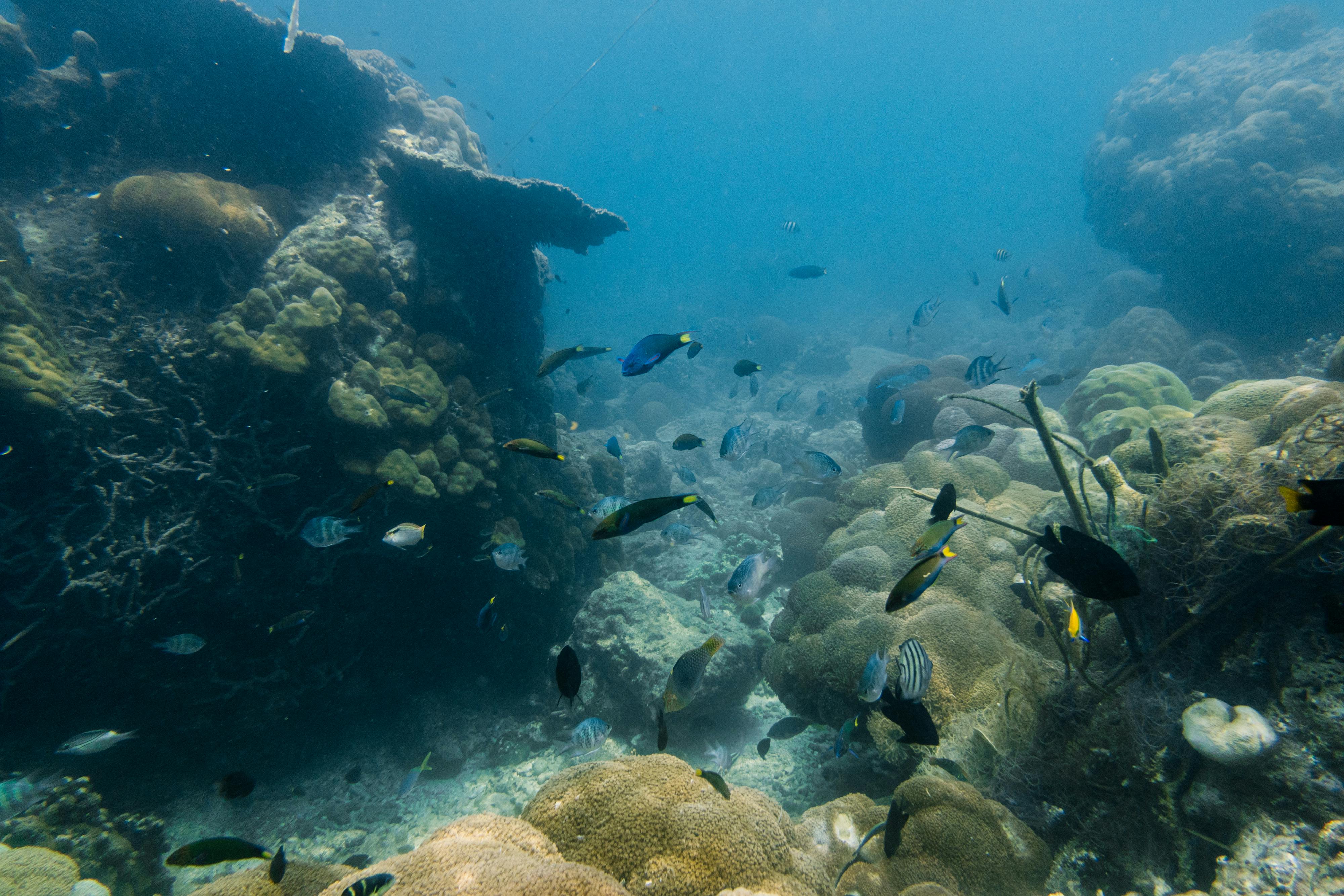 Coral reef in thousand islands near Batumera Pulau Payung with small fish