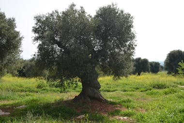 Fasano - Olive Tree