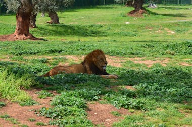 Zoo Safari - Fasano