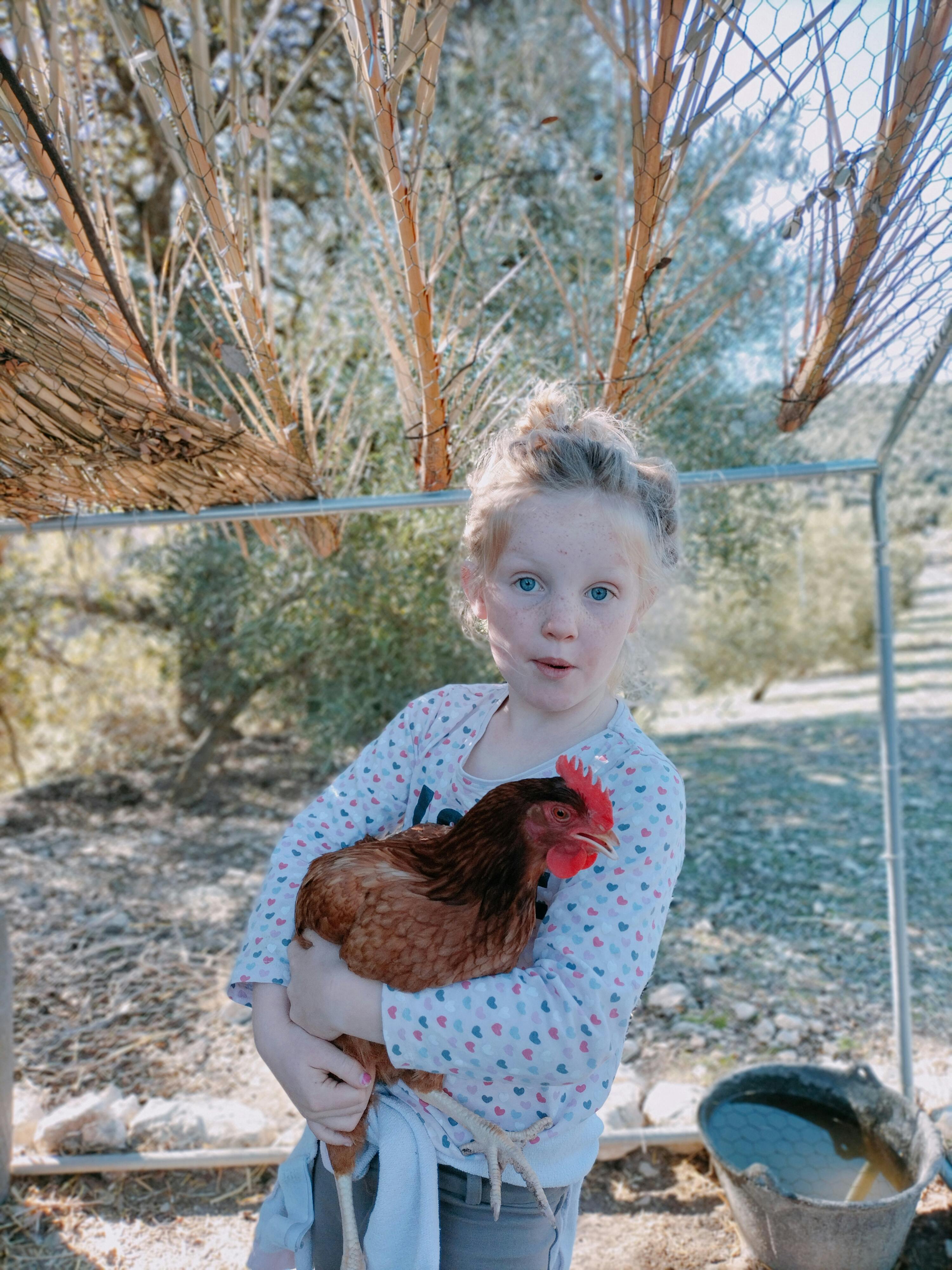 red-crested chicken at the cortijo