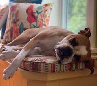 Photo of a sleeping dog - for illustration only