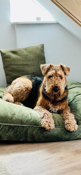 Photo of our Airedale Terrier, Lola on her day bed
