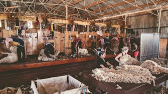 Warroora Last Shearing