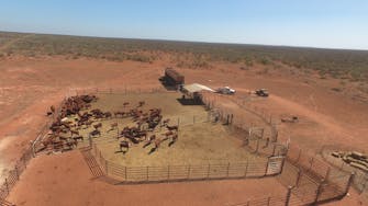 Warroora Cattle yard.