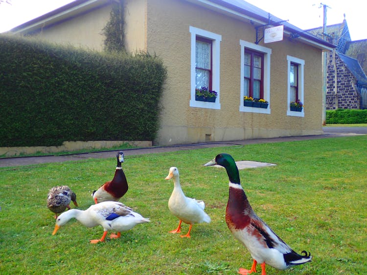 Ducks from the nearby Meander river visit Blakes Manor.