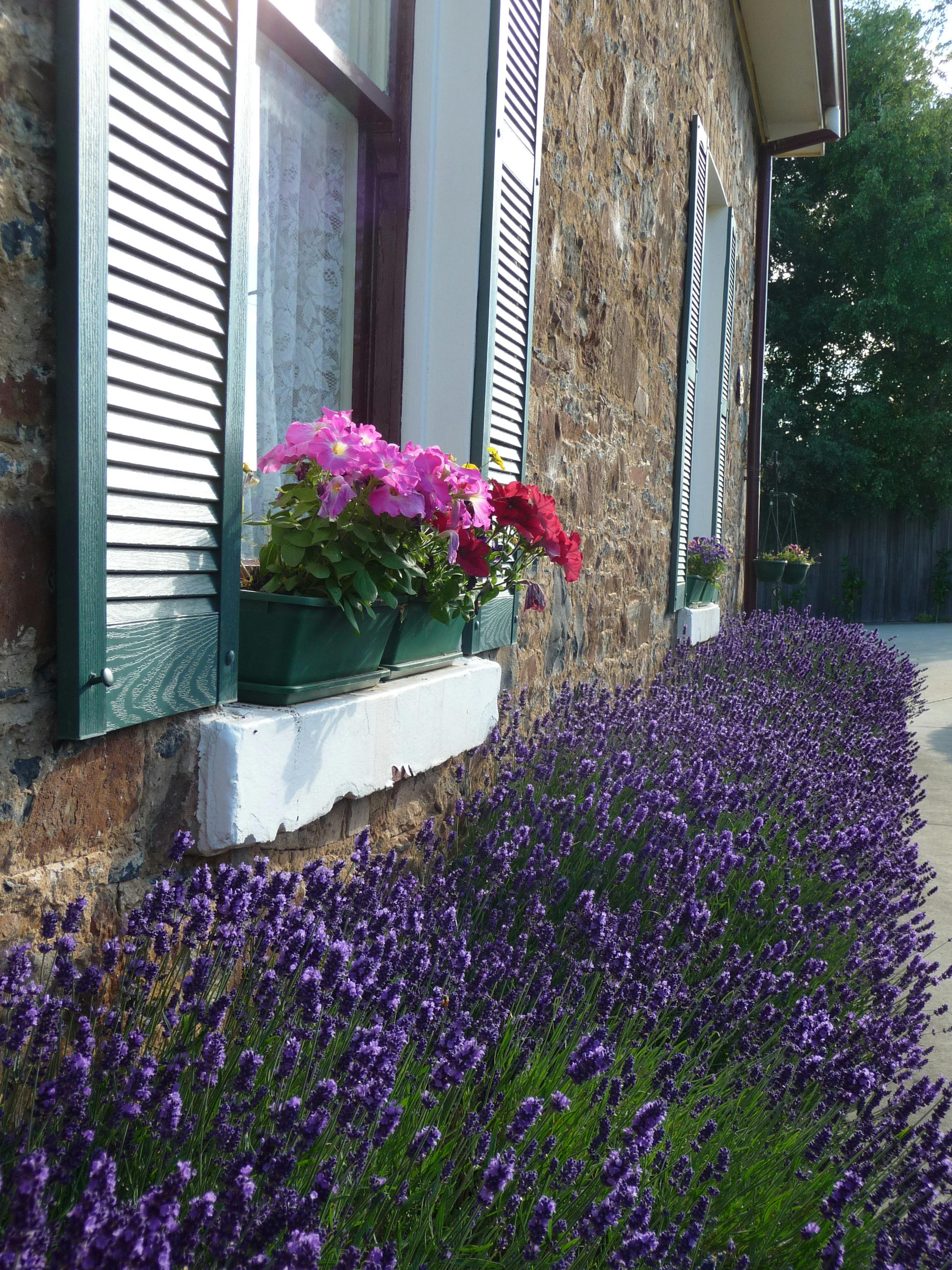 The stunning colour in the gardens of Blakes Manor Tasmania changes all the time!