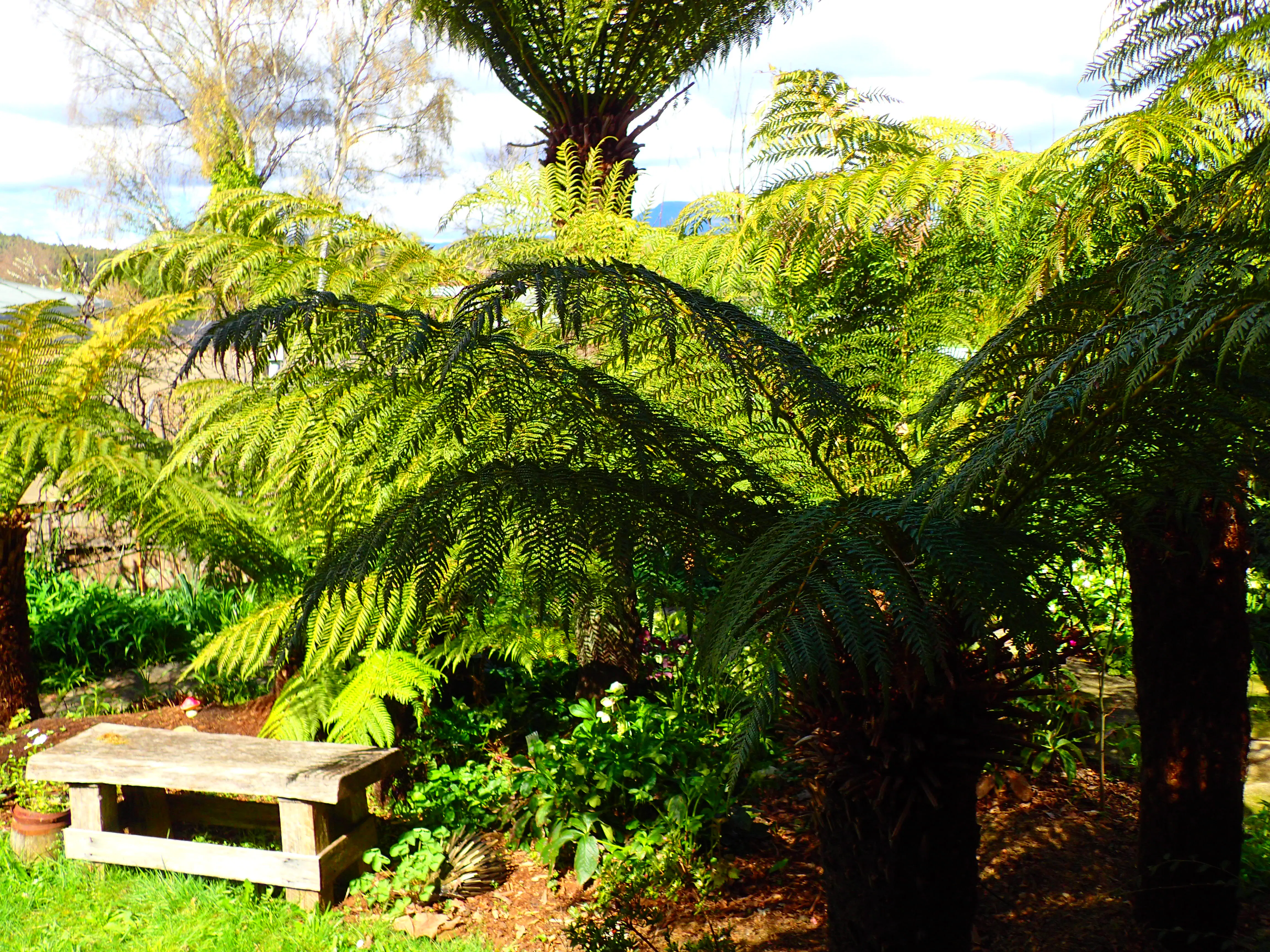 A shady spot full of tree ferns near the Garden Suite in the heritage garden of Blakes Manor.
