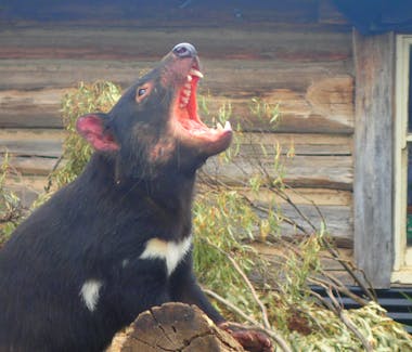 Tasmanian Devils at Trowunna Wildlife Park.A great place to see while staying at Historic Blakes Manor