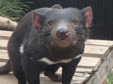 Tasmanian Devils at Trowunna Wildlife Park.A great place to see while staying at Historic Blakes Manor