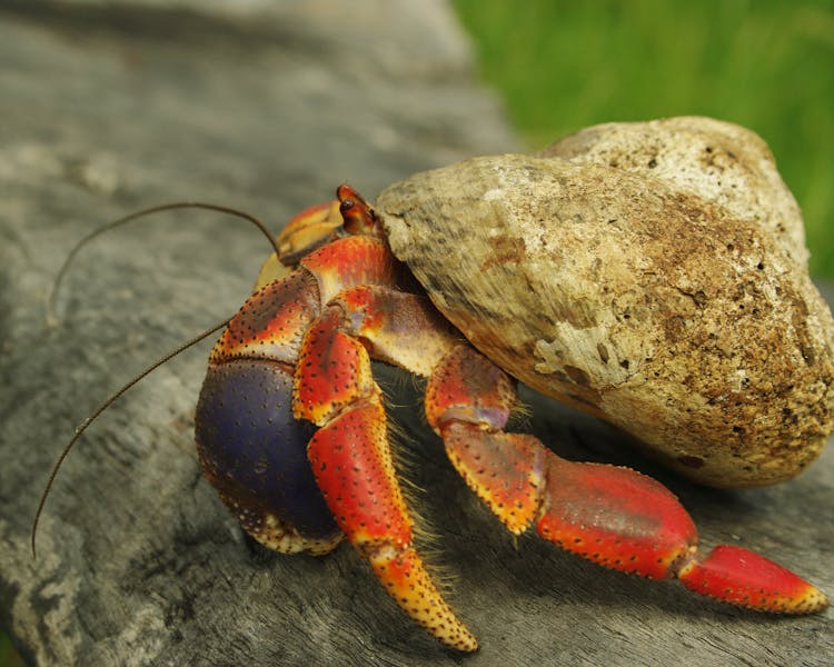 Hermit Crab Bequia Island