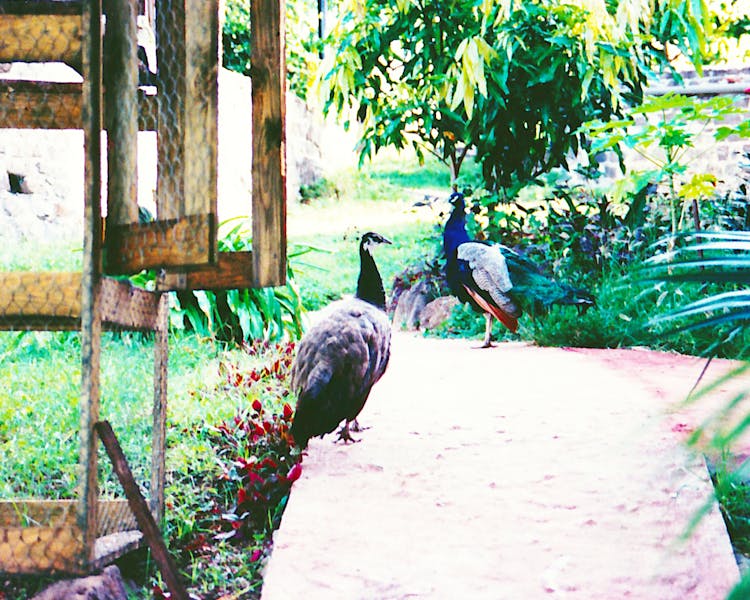 Peacocks at Old Fort Bequia, Rental Estate in the Grenadines