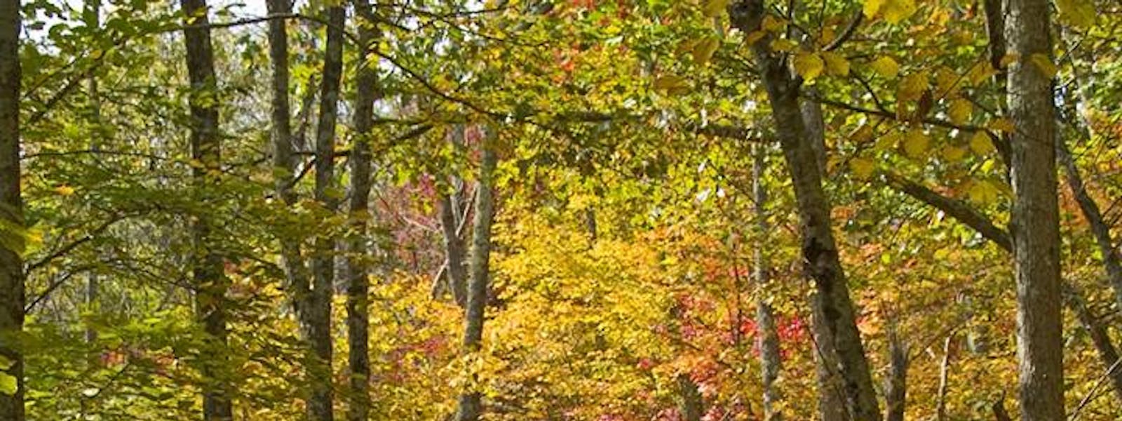 Mountain Laurel Resort Hiking