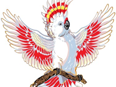 Major Mitchell Cockatoo