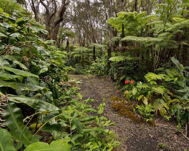 Rainforest Walk at Hale 'Ohu