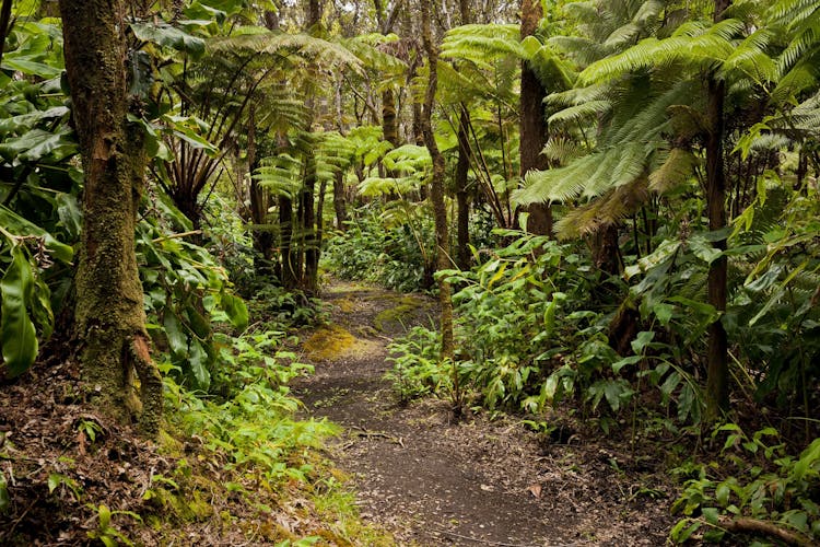 Hale 'Ohu rainforest walk