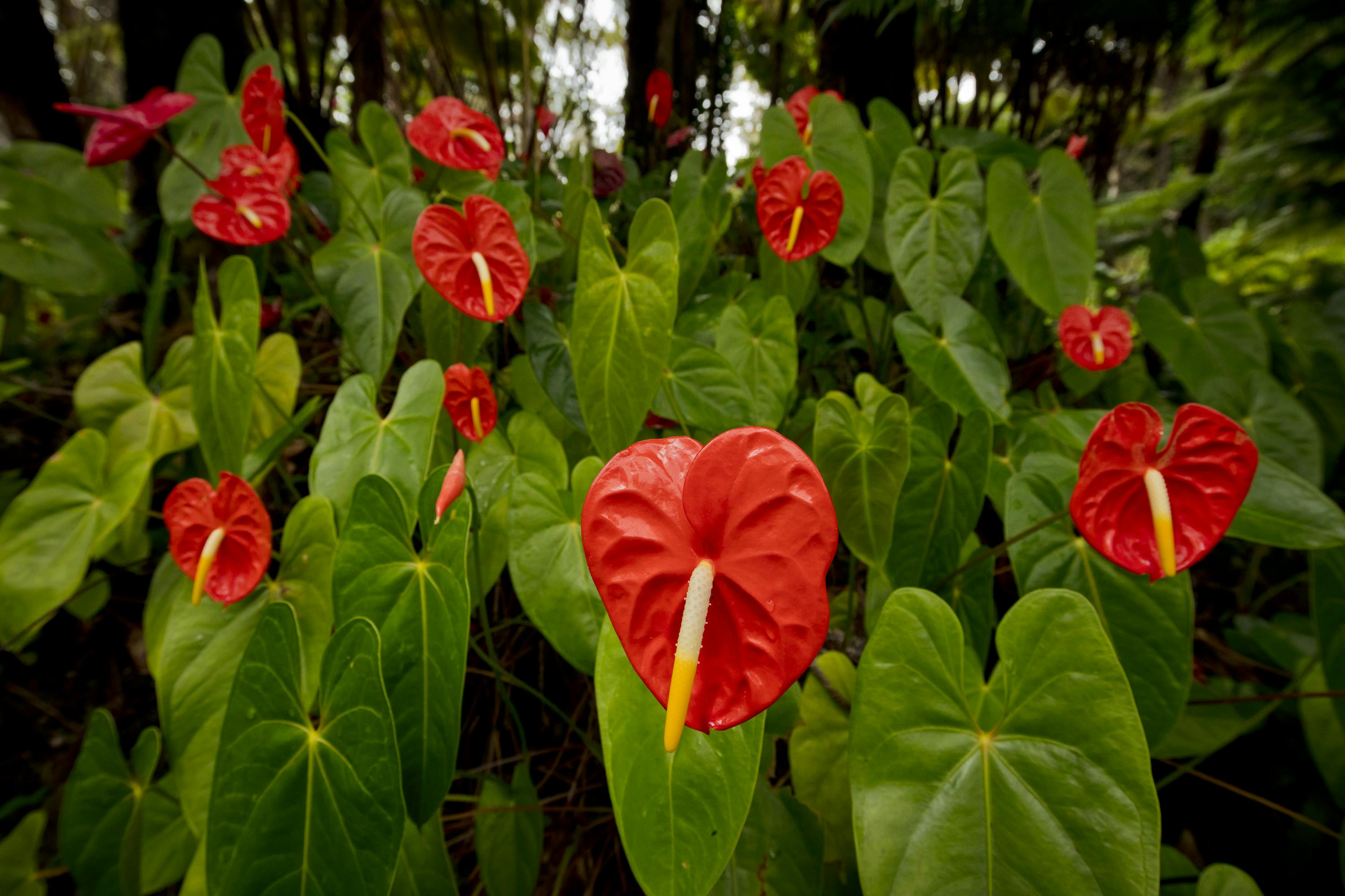 Hale 'Ohu garden and park
