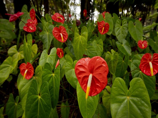 Hale 'Ohu garden and park