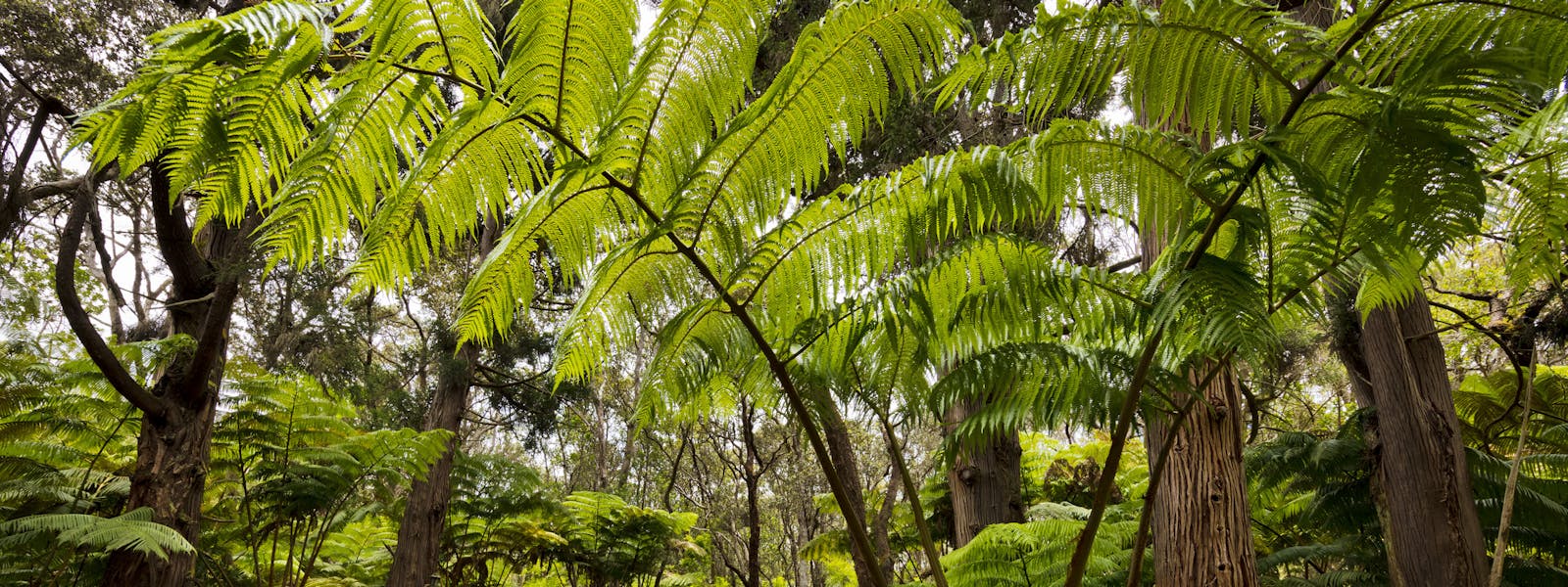 Along the driveway at Hale 'Ohu