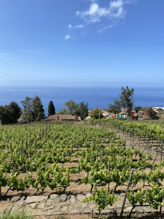 View from the Annex at Quinta das Vinhas, with the vineyard, the roof of the main house and the sea at the end.