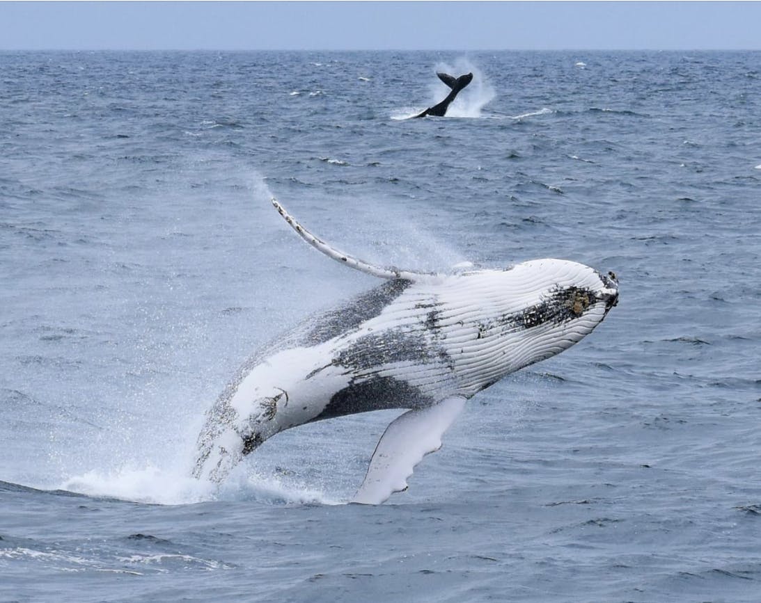 Whale watching cruise