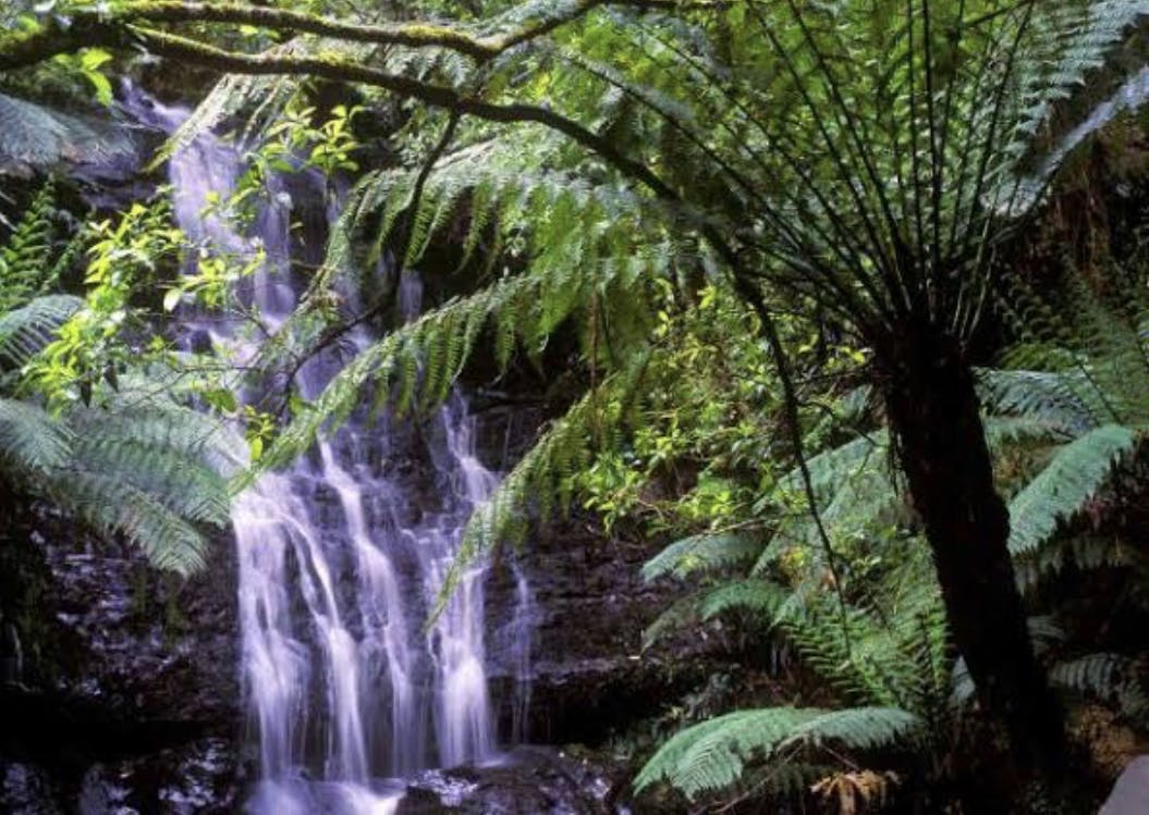 Tarra Bulga National Park